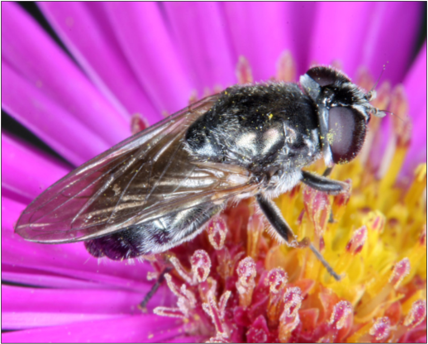 Cheilosia lasiopa