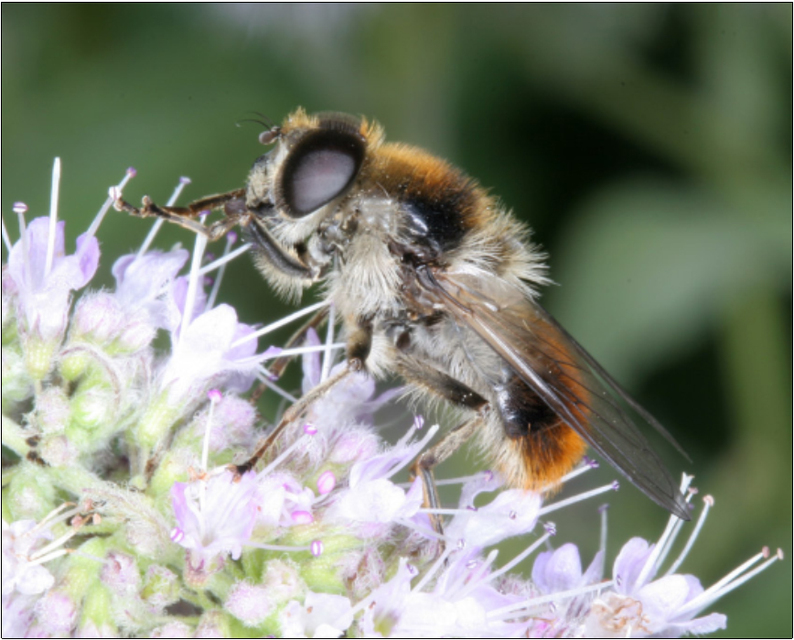 Cheilosia illustrata - tarkaszőrű bronzlégy