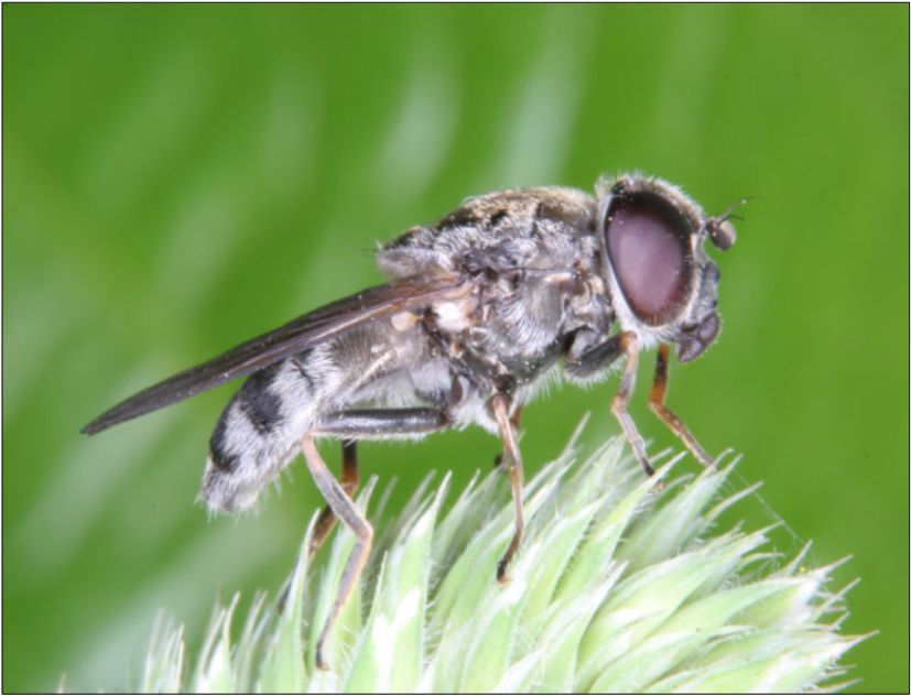 Cheilosia vulpina - aszatszár bronzlégy