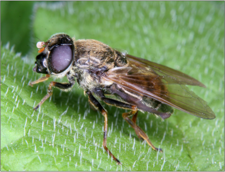 Cheilosia chloris - acsalapu-bronzlégy