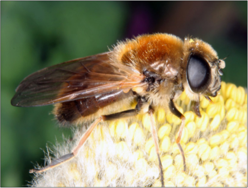 Cheilosia grossa - kecskefűz bronzlégy