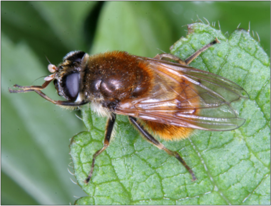 Cheilosia chrysocoma - vörhenyes bronzlégy