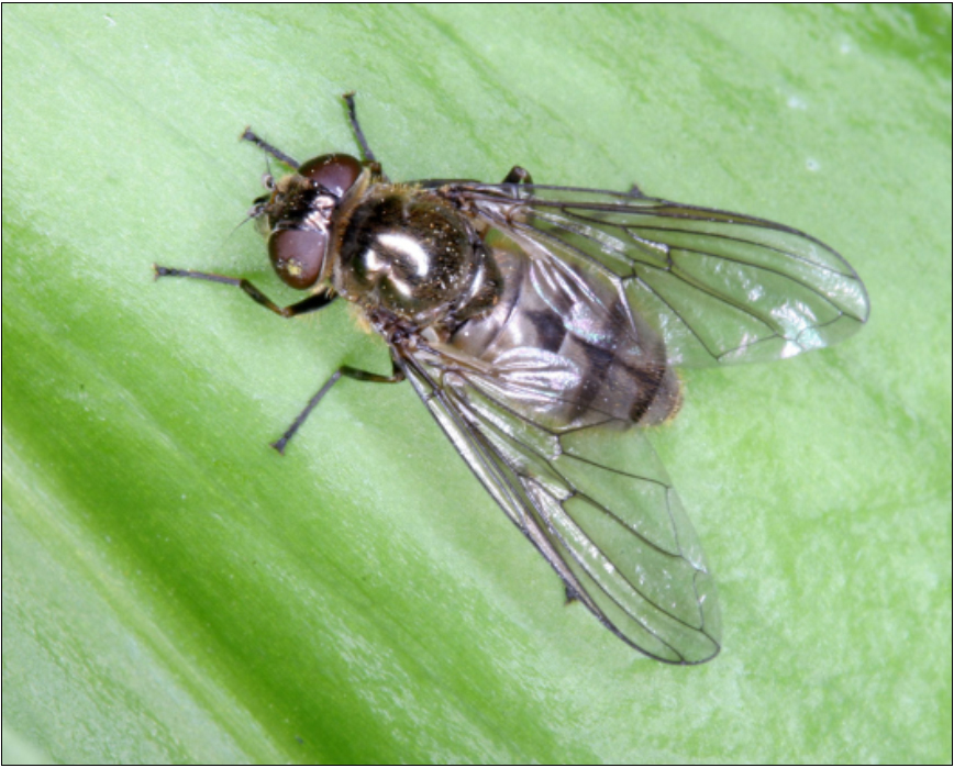 Cheilosia fasciata - medvehagyma bronzlégy