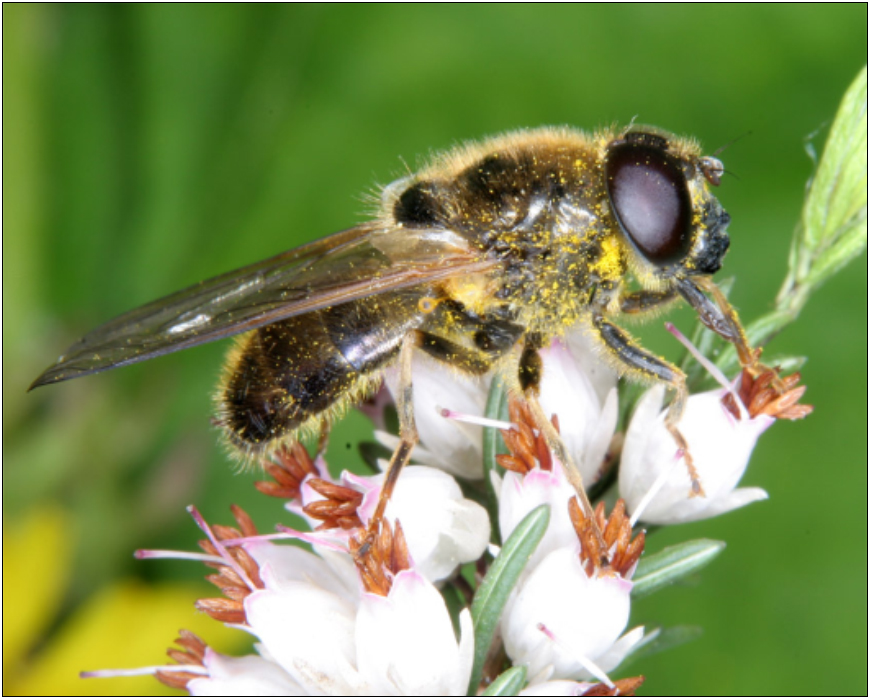 Cheilosia himantopus