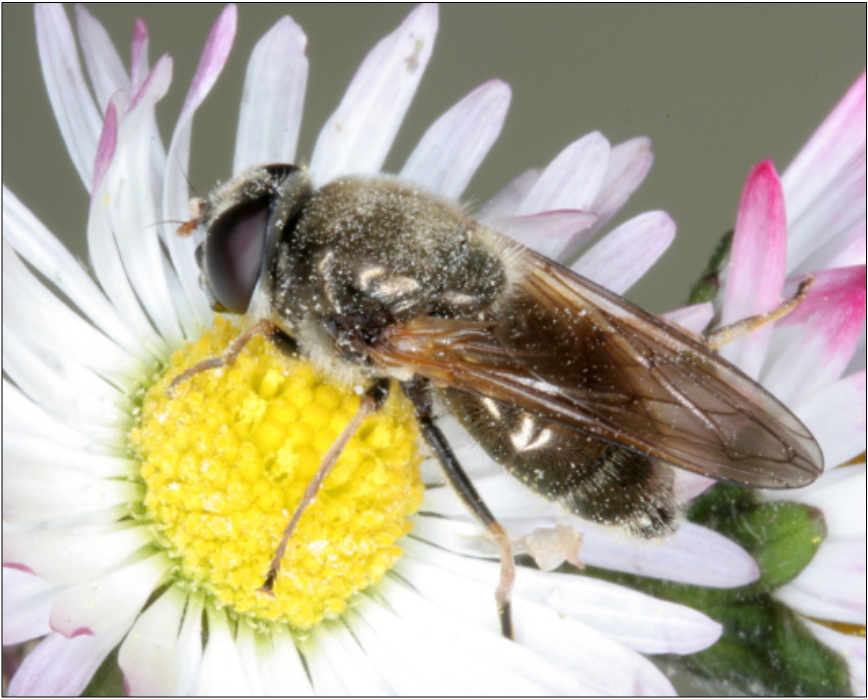 Cheilosia orthotricha - koratavaszi bronzlégy