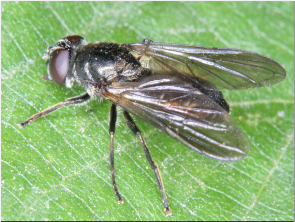 Cheilosia cynocephala - bogáncs bronzlégy