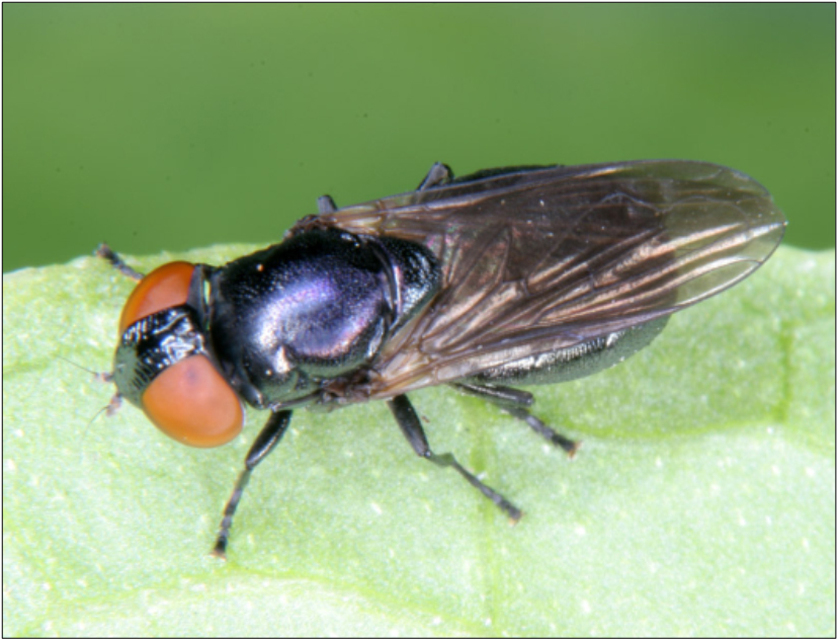 Chrysogaster solstitialis - gyakori smaragdlégy