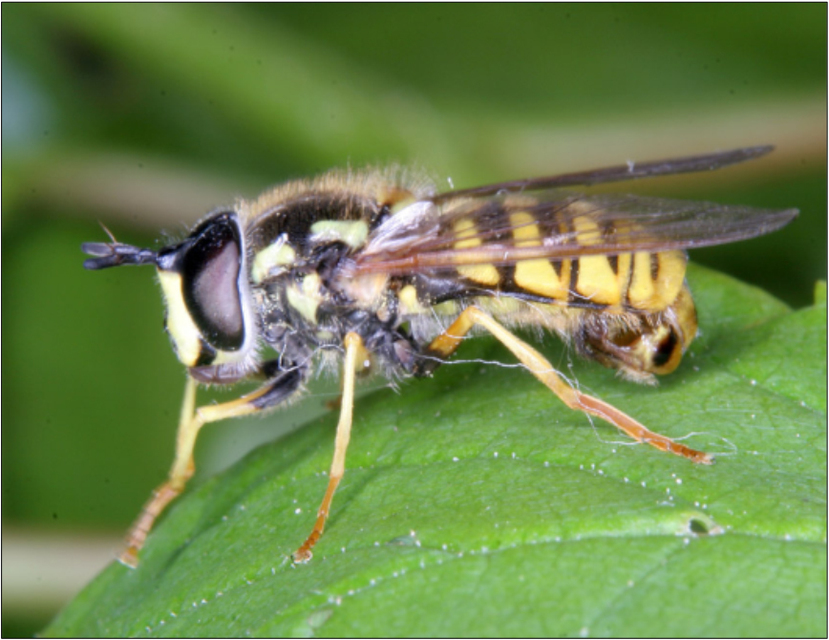 Chrysotoxum cautum - gyakori öveslégy