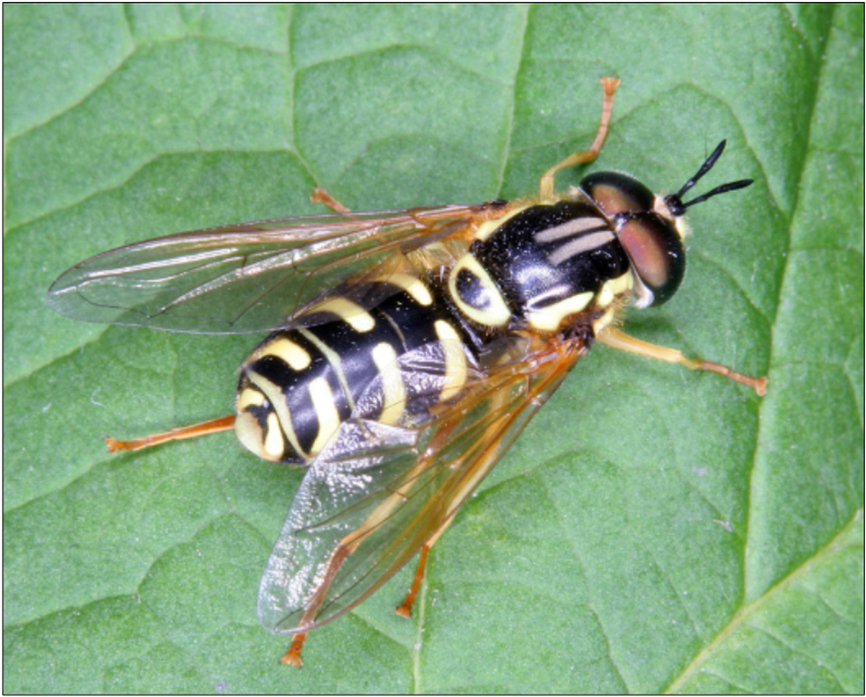 Chrysotoxum elegans - hegyvidéki öveslégy