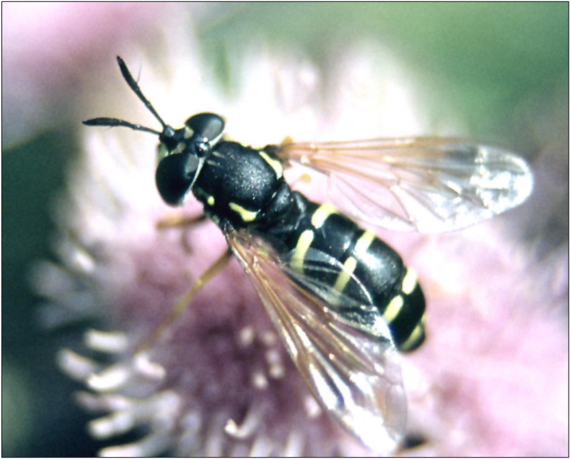 Chrysotoxum lineare - karcsú öveslégy