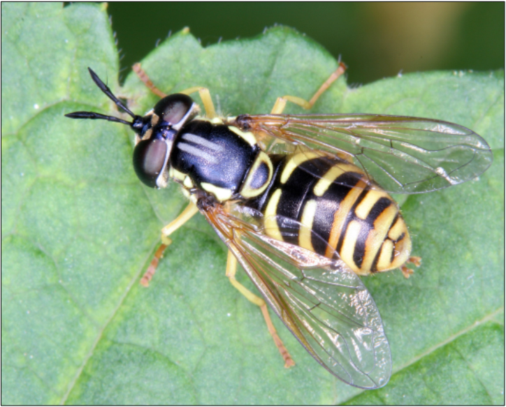 Chrysotoxum verralli - verralli öveslégy