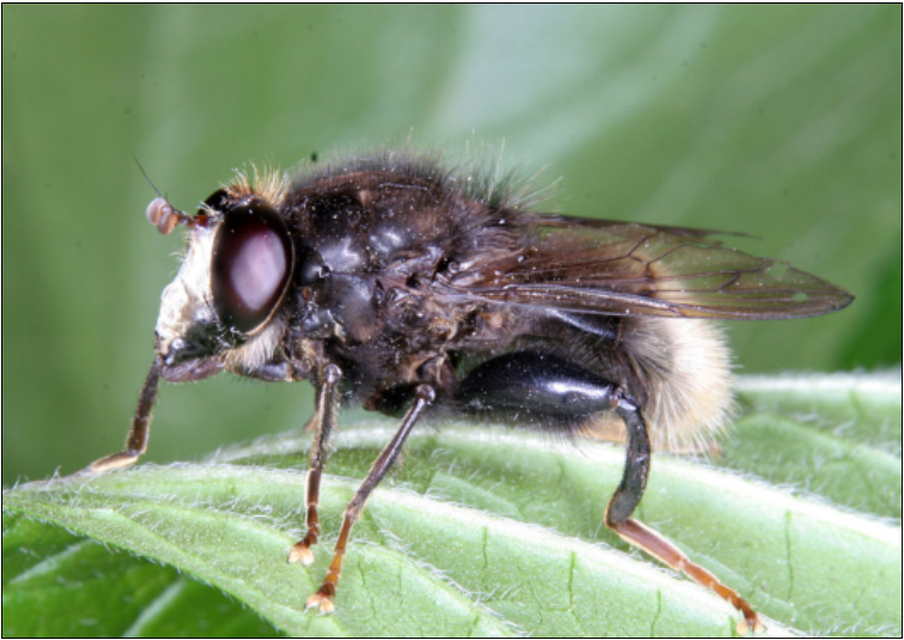 Criorhina ranunculi - nagy szőrméslégy
