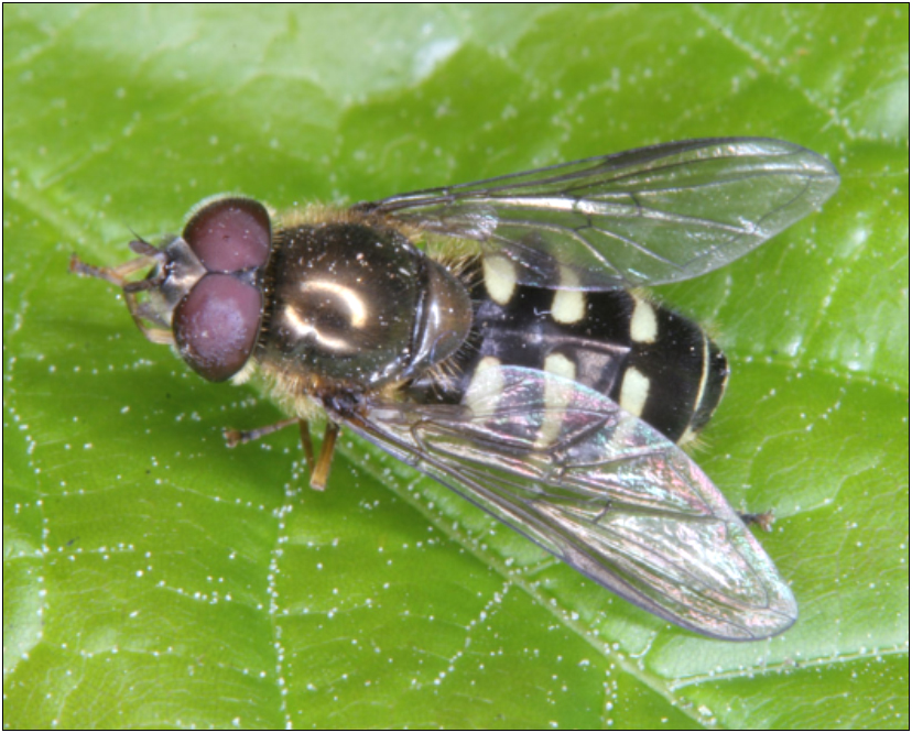 Dasysyrphus venustus - gyakori erdeilégy