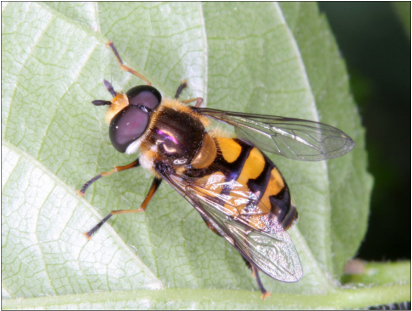 Didea fasciata - sárgafoltos lapospotrohúlégy