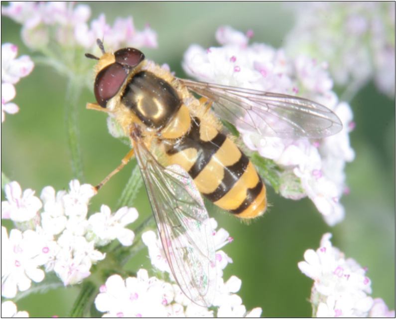 Epistrophe diaphana - sárgalábú rétizengőlégy