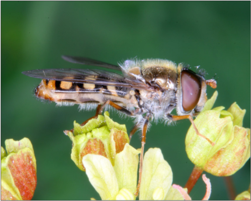 Epistrophe euchroma - májusi rétizengőlégy