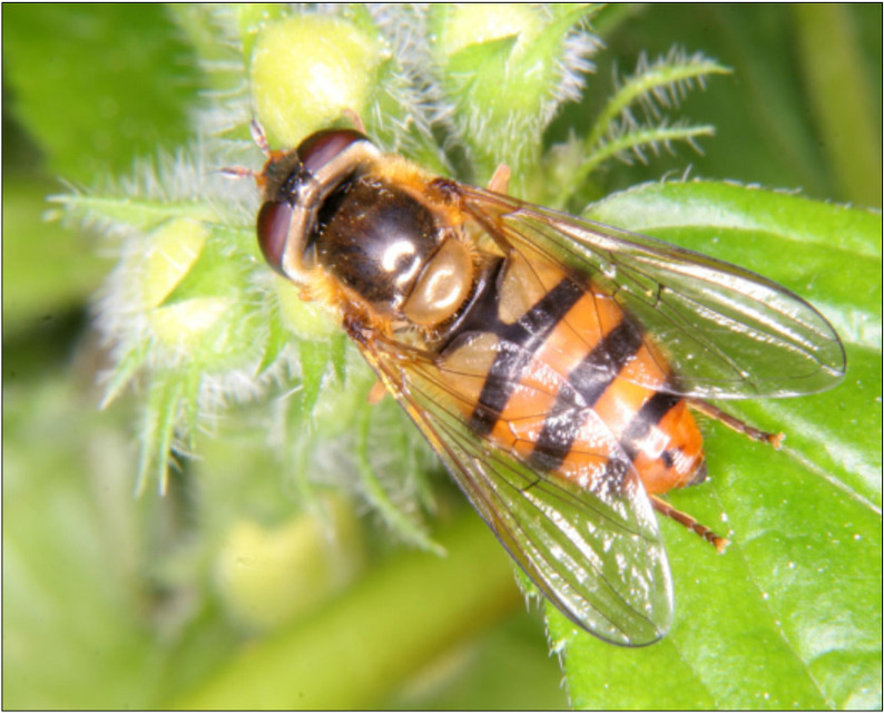 Epistrophe melanostoma - feketeszájú rétizengőlégy