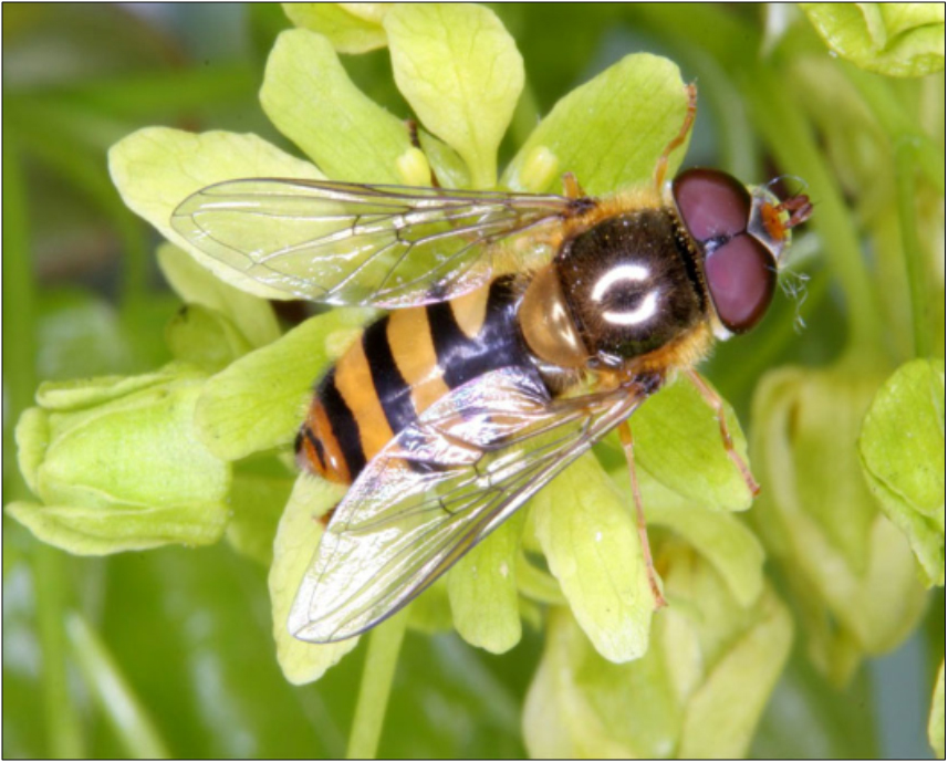Epistrophe nitidicollis - ragyogó rétizengőlégy