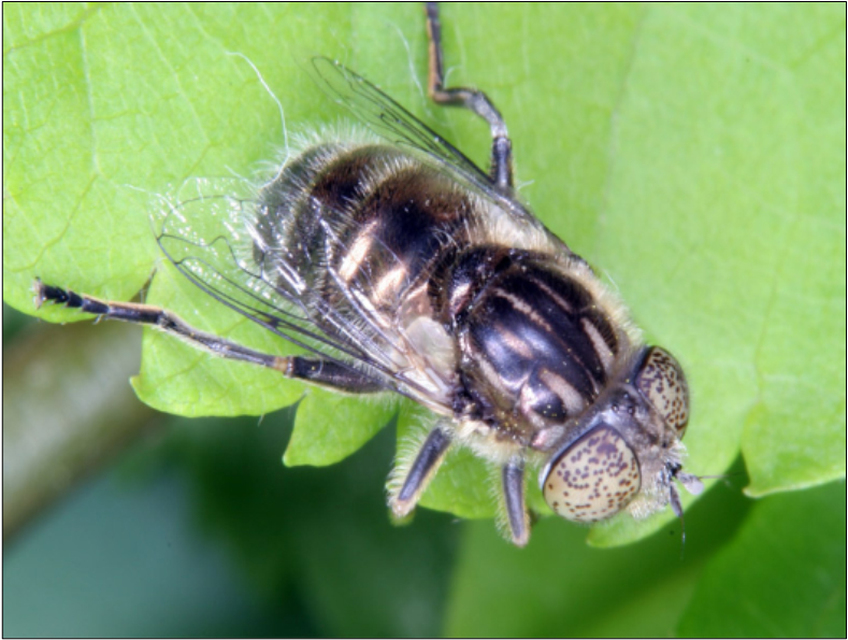 Eristalinus aeneus - bronzos foltosszeműlégy
