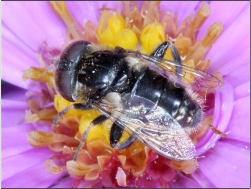 Eristalinus sepulchralis - fekete foltosszeműlégy