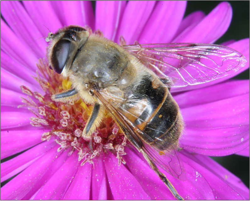 Eristalis tenax - közönséges herelégy
