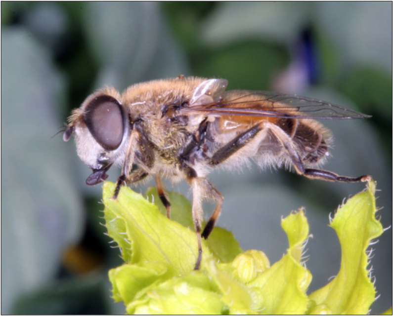 Eristalis arbustorum - fehérarcú herelégy