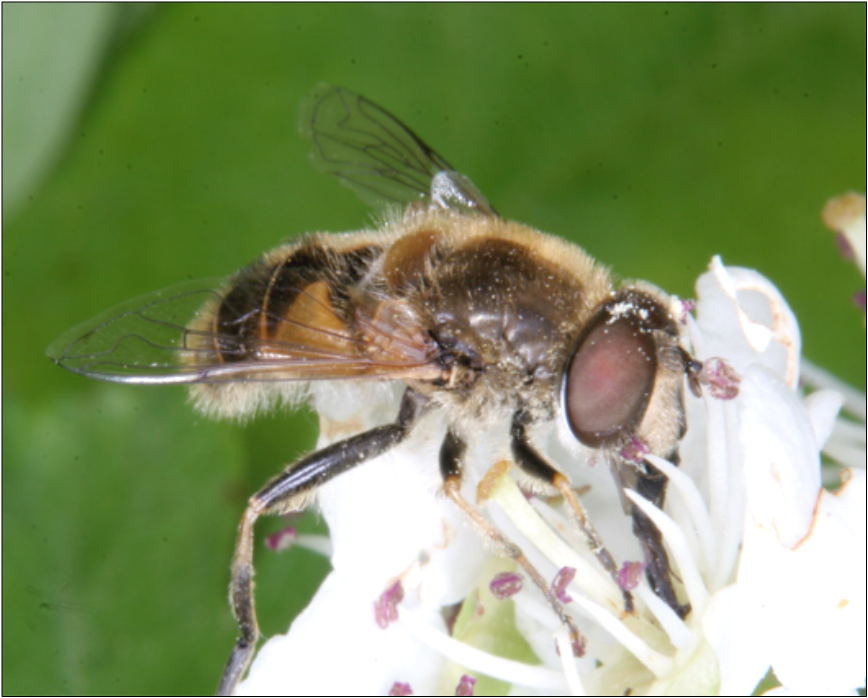 Eristalis interrupta - rövidszárnyjegyű herelégy