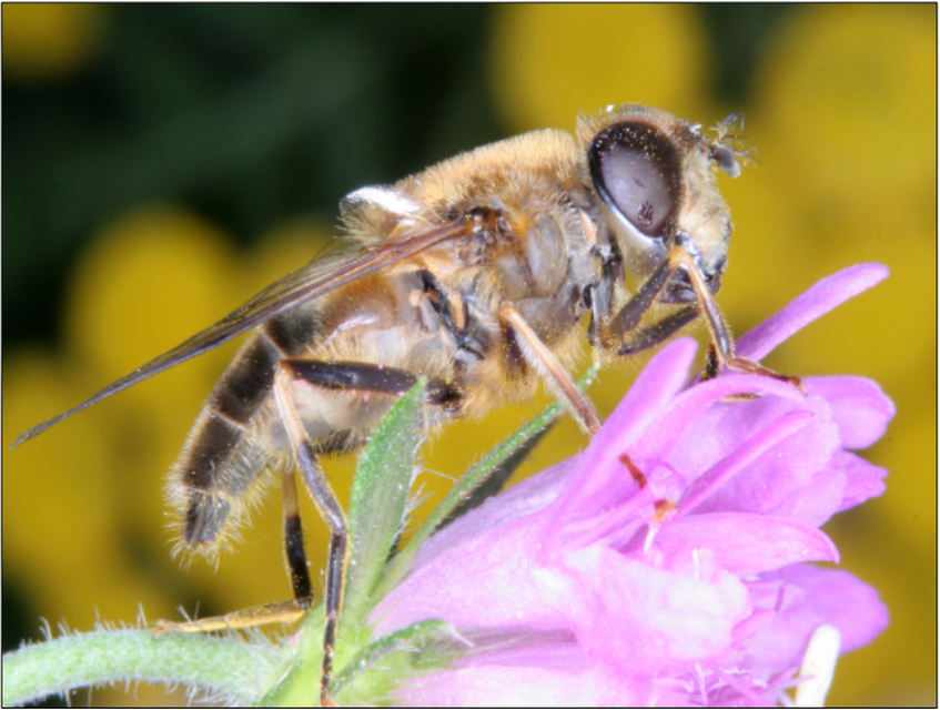 Eristalis pertinax - sárgalábfejű herelégy
