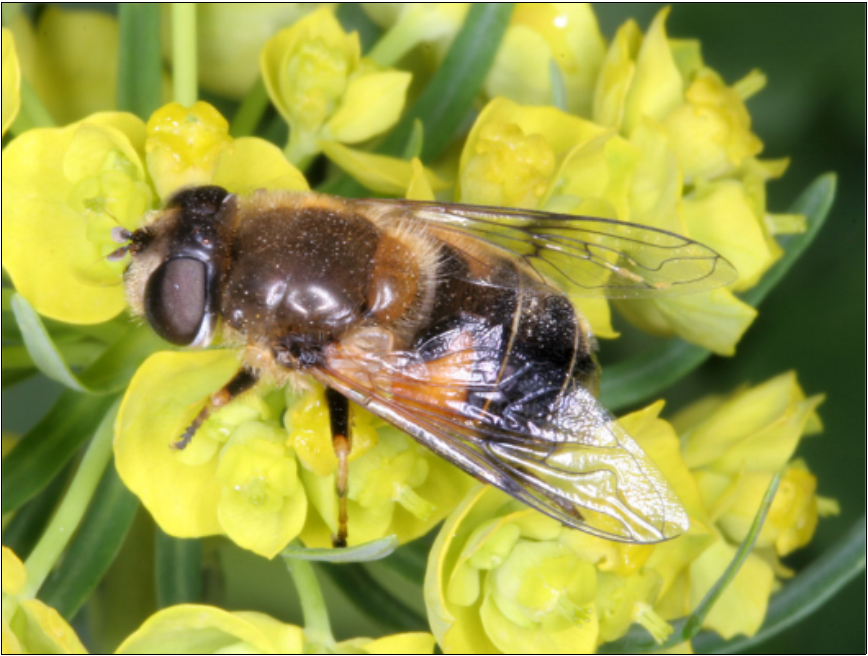 Eristalis lineata - foltosszárnyú herelégy