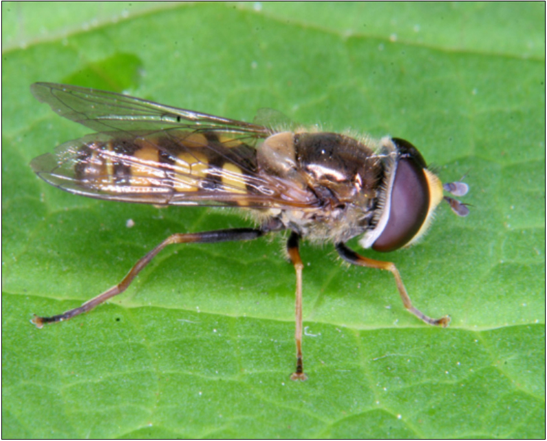 Eupeodes corollae - gyakori mezeilégy