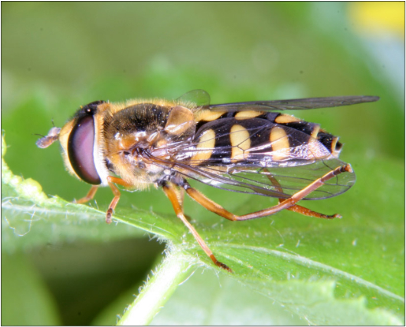 Eupeodes latifasciatus - szélessávú mezeilégy