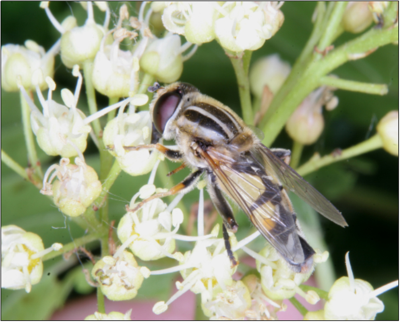 Helophilus trivittatus - nagy mocsárilégy