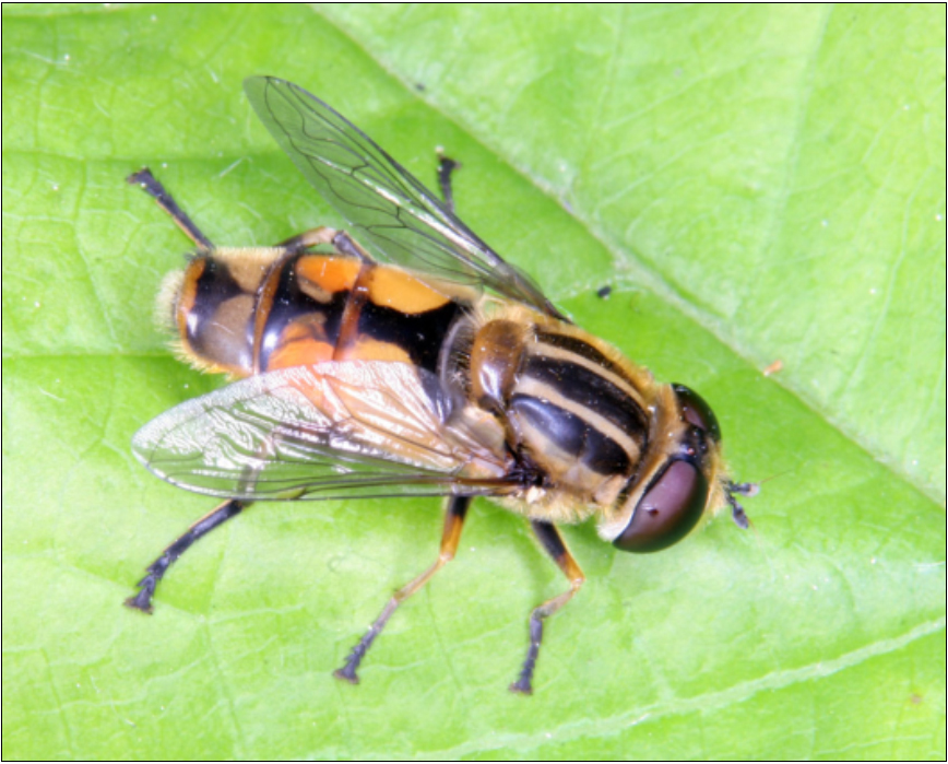 Helophilus hybridus - hibrid mocsárilégy