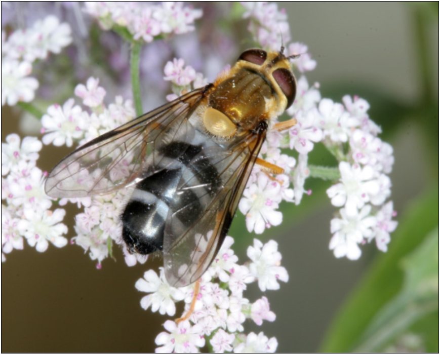 Ischyrosyrphus glaucius - kékesszürke sávoslégy