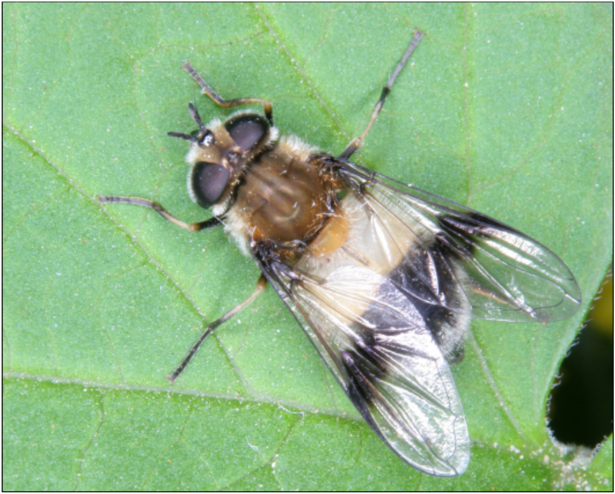 Leucozona lucorum - erdei fehérpántoslégy