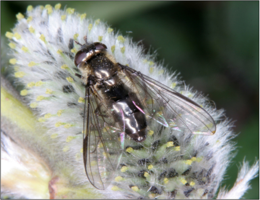 Melangyna quadrimaculata - négyfoltos tavaszilégy