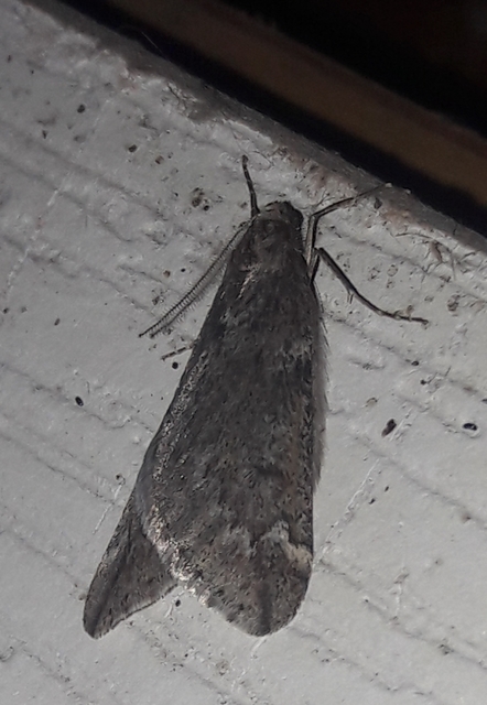 Alsophila aescularia - vadgesztenye-araszoló