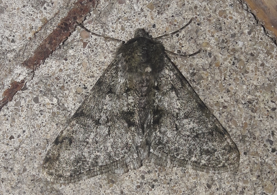 Apocheima pilosaria - zöldes tavasziaraszoló