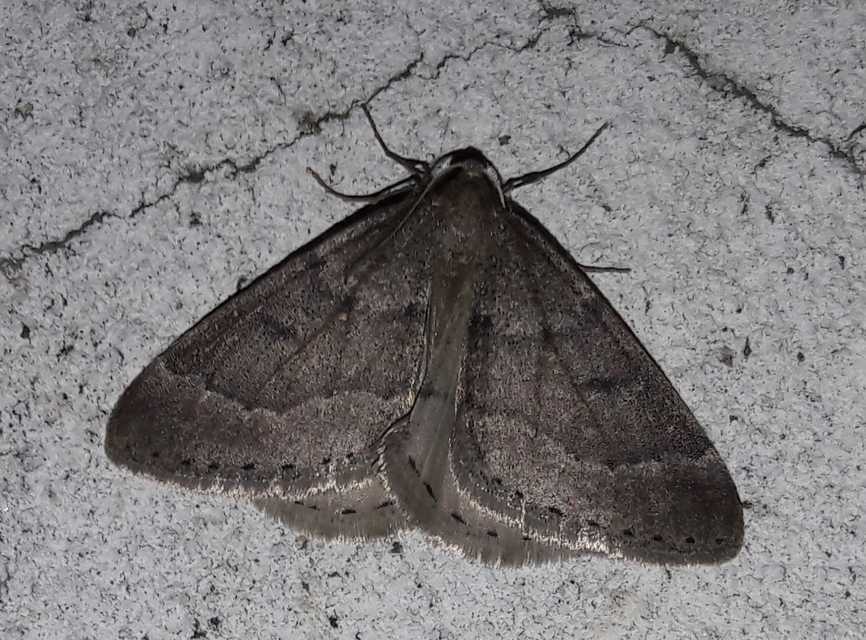 Theria rupicapraria - tavaszi kökényaraszoló