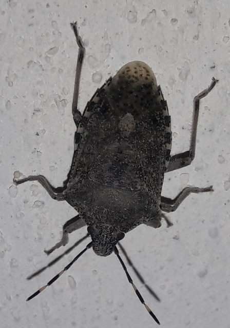 Rhaphigaster nebulosa - bencepoloska