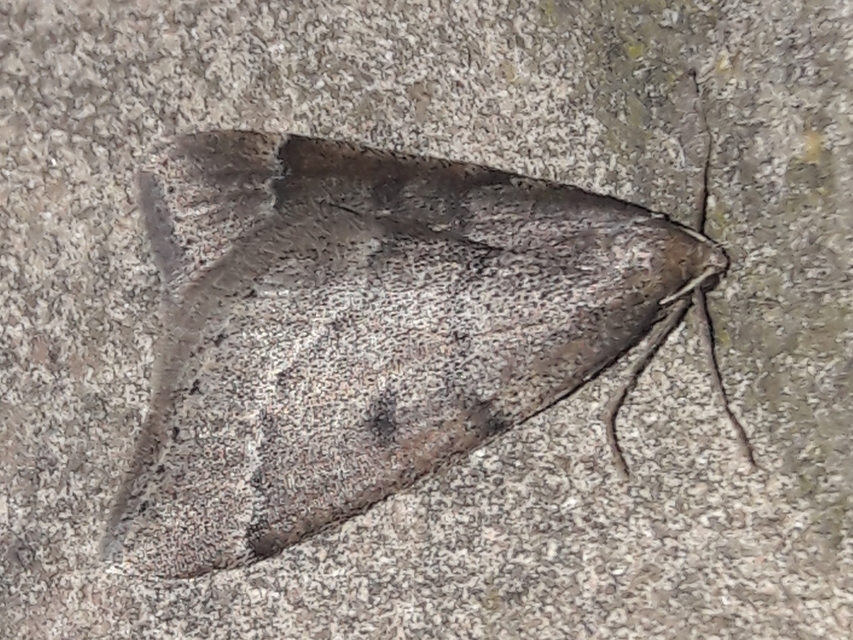 Theria rupicapraria - tavaszi kökényaraszoló