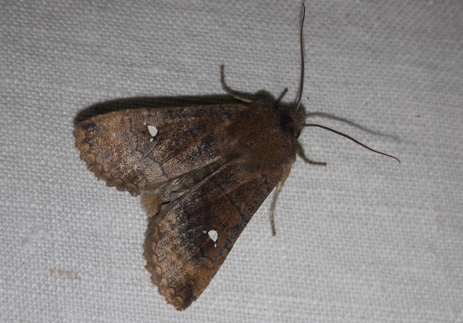 Eupsilia transversa - holdacskás télibagoly