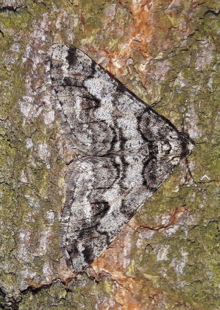 Agriopis leucophaearia - tölgy-tavasziaraszoló