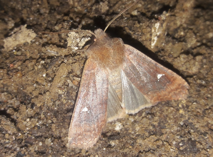 Eupsilia transversa - holdacskás télibagoly