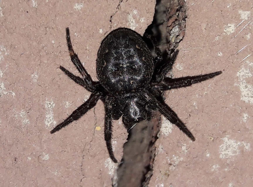 Nuctenea umbratica - közönséges rés-keresztespók