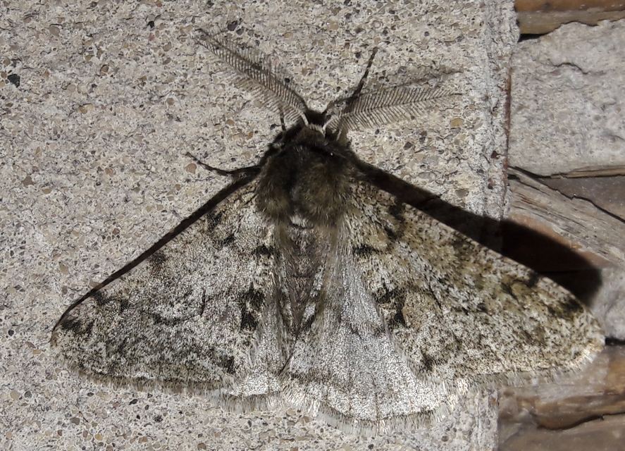 Apocheima pilosaria - zöldes tavasziaraszoló