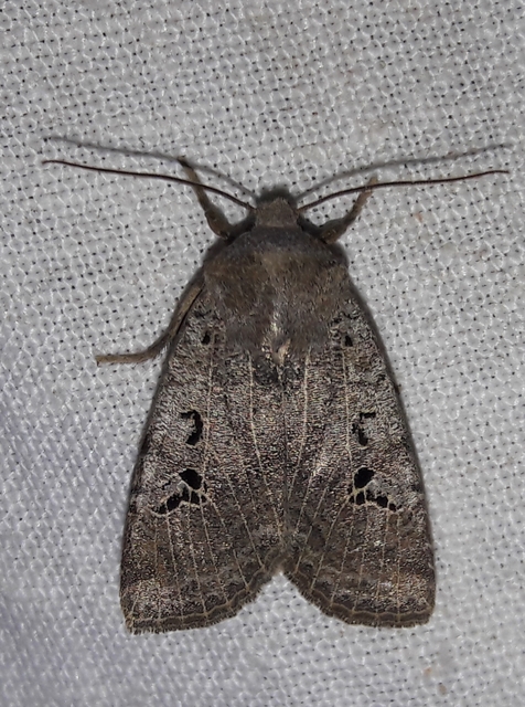 Conistra rubiginosa - szürke télibagoly