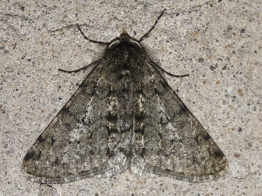 Apocheima pilosaria - zöldes tavasziaraszoló
