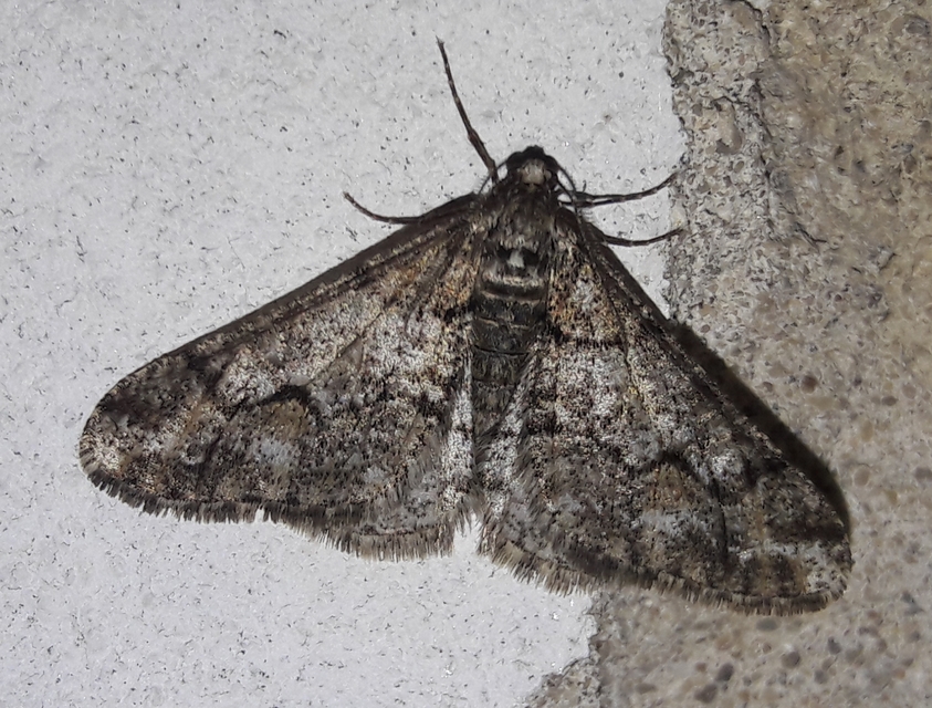 Agriopis leucophaearia - tölgy-tavasziaraszoló
