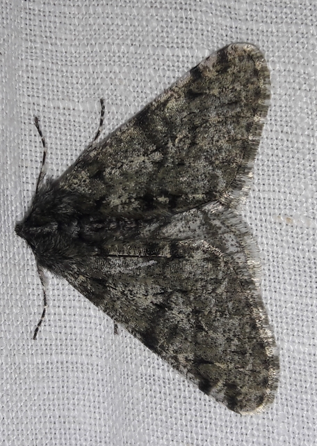 Apocheima pilosaria - zöldes tavasziaraszoló